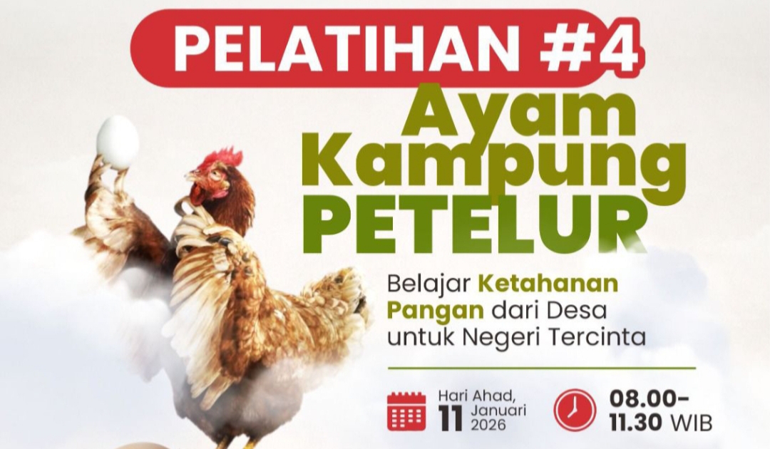 Pelatihan Ayam Kampung Petelur